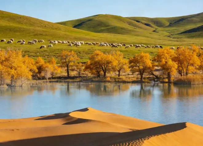 Golden autumn trees and grazing sheep beside still water in the Yarkand floodplain