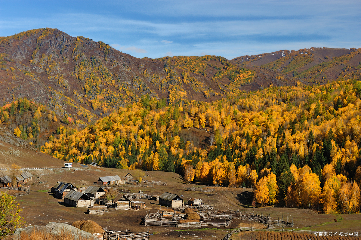 Traditional Tuva log cabins and fenced animal pens in Hemu village, surrounded by golden birch forest on the slopes of the Chinese Altai Mountains in autumn
