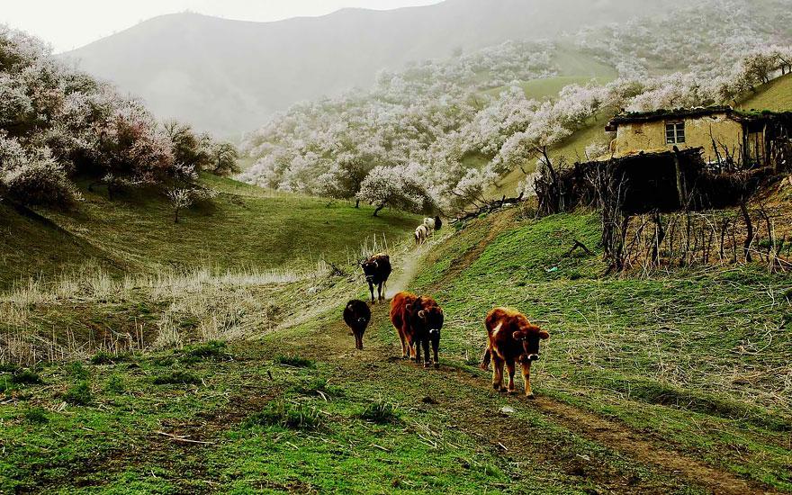 Apricot blossom season in the Ili Valley, Xinjiang