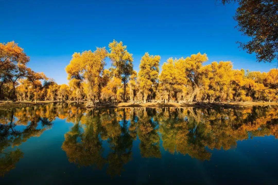 Golden desert poplar forest near Bachu in southern Xinjiang