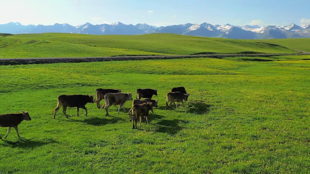 Kazakh horses on a Xinjiang summer pasture
